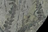 Pennsylvanian Fossil Fern (Neuropteris) Plate - Kentucky #137726-2